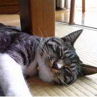 つむなか 会員画像