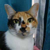 アキラコ 会員画像