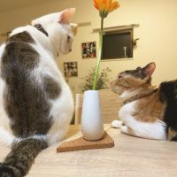 たなつ 会員画像