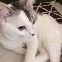 ねこまま。 会員画像