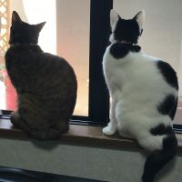 hoichi 会員画像