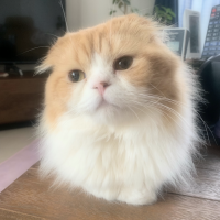 もふもふもふお 会員画像