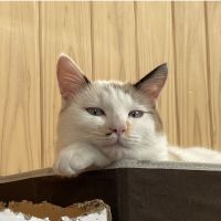 ちゃばぞう 会員画像