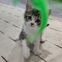 kobito_o 会員画像