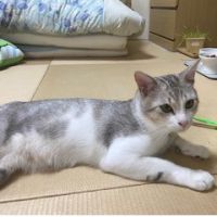 みけこ。さん