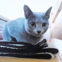 ひびきたまご 会員画像