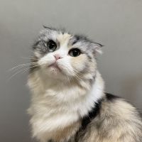 ゆうゆー 会員画像