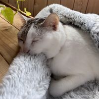 もちももにゃんさん