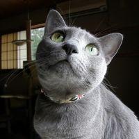 林檎姫 会員画像