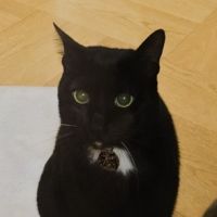 黒毛和猫さんさん