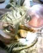 まぁ社長。 会員画像