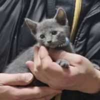 なさけなフェイス 会員画像