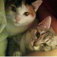 キャスバルさん