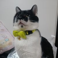 ささきこっちゃんさん