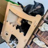 わんにゃん豊川 会員画像