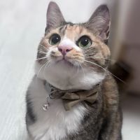 つなにゃさん
