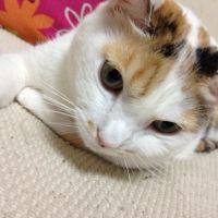 すぎとも 会員画像