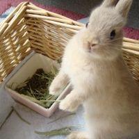 charoxxxx 会員画像