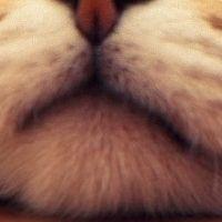 nekoyaki 会員画像