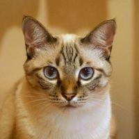 プチママ 会員画像