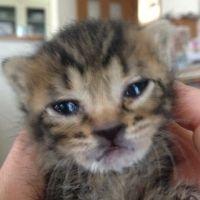 りちゃこ 会員画像