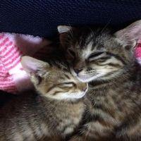 ちぇなっぷ 会員画像