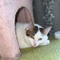 しゃけにゃりさん