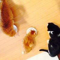 チャコール 会員画像