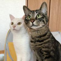 *しろ* 会員画像