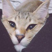 ぺん太 会員画像