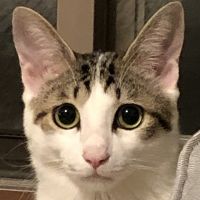 のぞみ猫 会員画像
