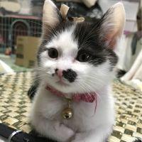 わさあずふさ 会員画像