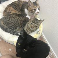 猫塚 会員画像