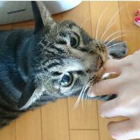 ゆかりにゃんこ 会員画像