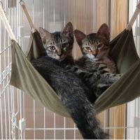 Happy pets 会員画像