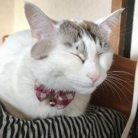 Marieちゃんさん