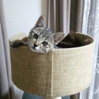 ぼくたん 会員画像