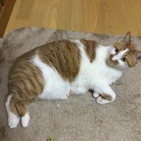 ももはなさく 会員画像