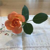 オレンジ10 会員画像
