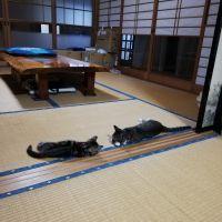 まめのこ さん