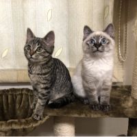 みけがじこ 会員画像