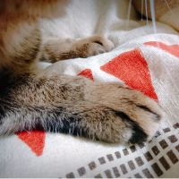 いしころかしこ 会員画像