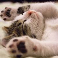 ねこたまごろう 会員画像
