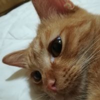 ねこ&ネコ 会員画像