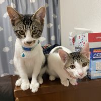 悠依花 会員画像