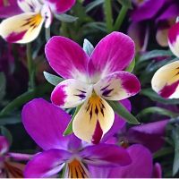 ぶにぃ 会員画像