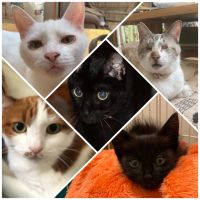 あゆみさ 会員画像