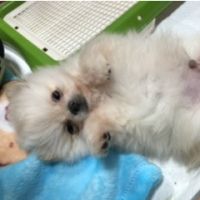 あーにゃ22 会員画像