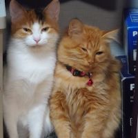 こばてつ 会員画像