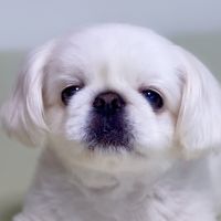 伊豆花子 会員画像